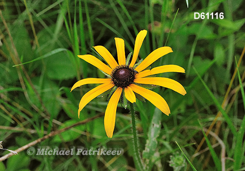 Rudbeckia hirta (Black-eyed Susan)